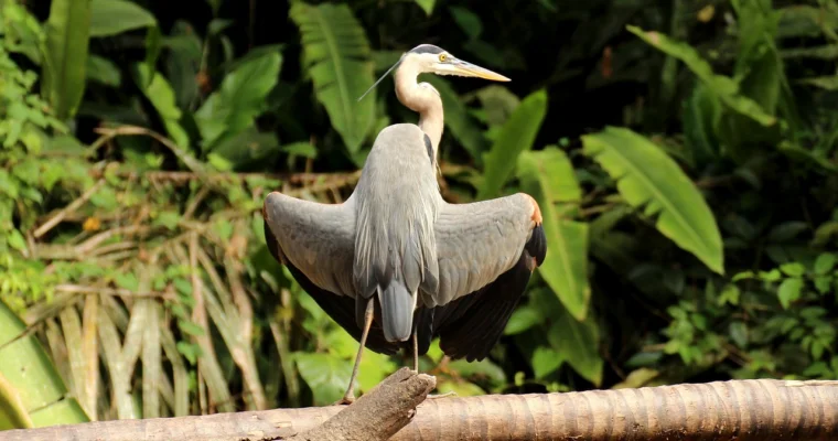 Descubre la impresionante biodiversidad del Parque Nacional Tortuguero en Costa Rica.