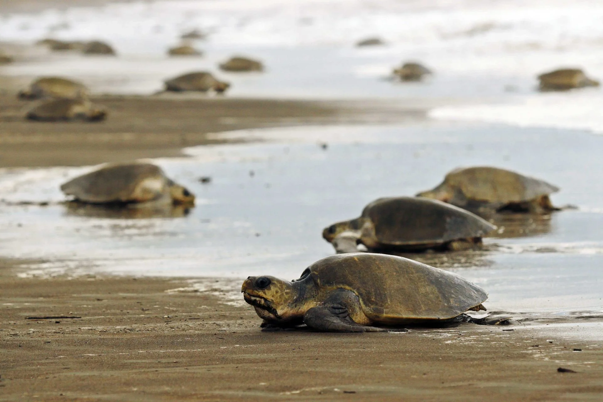 Tortuguero, un paraíso natural en la Costa Caribeña de Costa Rica